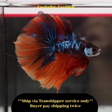 Live betta fish d'occasion  Expédié en Belgium