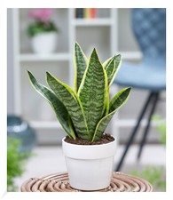 Sanseveria futura superba gebraucht kaufen  Bensheim