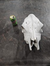 Real cow skull for sale  Knoxville