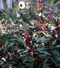Tasty rosella heirloom for sale  DAGENHAM