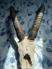 Antique mountain goat for sale  CARLISLE