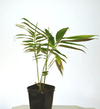 Riesenbambus phyllostachys mos gebraucht kaufen  Windeck