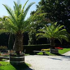 Suttons phoenix canariensis for sale  PAIGNTON