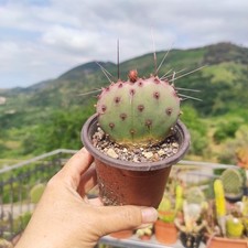 Vaso pianta opuntia usato  Barcellona Pozzo di Gotto