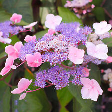 Hydrangea aspera hot for sale  UK
