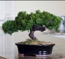 Monterey juniper single for sale  Patchogue