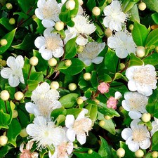 Myrtus communis common for sale  UK