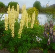 Lupin seed various for sale  Ireland