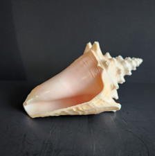 Ocean conch shell for sale  Scituate