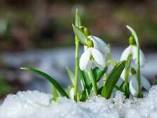 Potted snowdrop bulbs for sale  LLANIDLOES