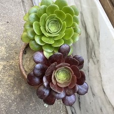 Aeonium pseudotabuliforme velo d'occasion  Montpellier-