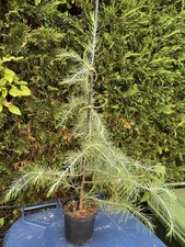 Himalayan cedar tree. for sale  RUSHDEN
