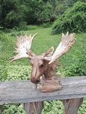 Moose head antlers for sale  Tustin