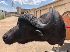 taxidermy capes for sale taxidermy capes for sale Lawton