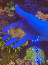 Gold rush montipora for sale  MELTON MOWBRAY