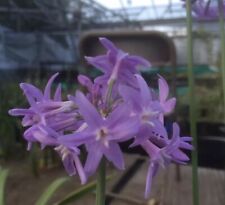 Tulbaghia violacea pack for sale  MEXBOROUGH