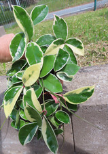 Hoya krimson queen gebraucht kaufen  Rudolstadt