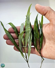 Hygrophila corymbosa thailand usato  Feldthurns