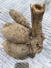 dahlien knollen gebraucht kaufen  Erndtebrück