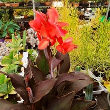 Canna indica gigante usato  Manduria