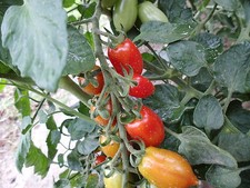 Tomatensamen sicilia mini gebraucht kaufen  Elchesheim-Illingen