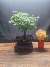 30cm deshojo maple for sale  PETERBOROUGH