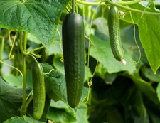 Samen salatgurke beth gebraucht kaufen  Stralsund-Umland I