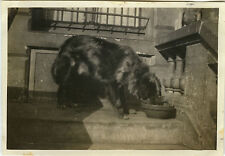 Photo ancienne vintage d'occasion  Paris XI