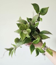 Hoya sunrise pot for sale  WOLVERHAMPTON
