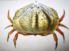 1831 pretre originale usato  Urbino