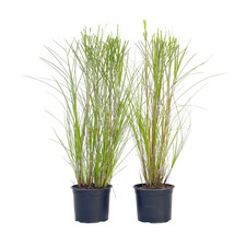 Miskant chiński - 2 szt - Miscanthus 'Gracillimus' - W40-60cm - ⌀23cm, używany na sprzedaż  Wysyłka do Poland