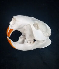 Real beaver skull for sale  Rockledge
