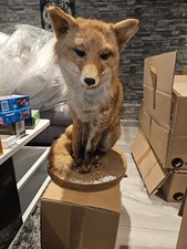 Taxidermie renard naturalisé d'occasion  Chambly