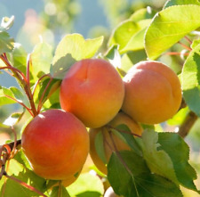 Dwarf apricot fruit for sale  LONDON