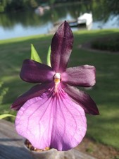2 blooms for sale 2 blooms for sale Ninety Six