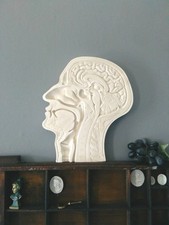 Plaster cast anatomical for sale  UK