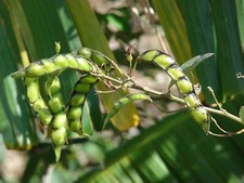 Pigeon peas seeds for sale  USA