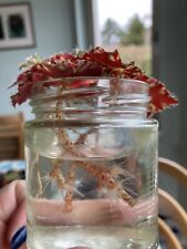 Begonia rex healthy for sale  EDINBURGH