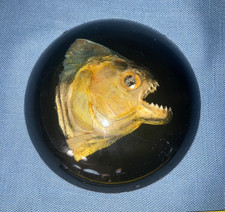 Paperweight piranha fish for sale  Glendale