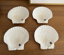 Vintage natural scallop for sale  Tulsa