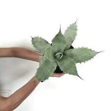 Agave cerulata agave usato  Napoli