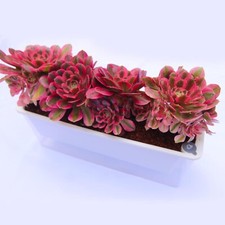 Self watering planters for sale  Clarksville