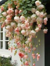 80001230 hanging begonia for sale  Shipping to Ireland