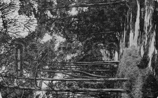 Vintage pine woods for sale  UK