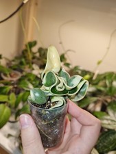 Rare hoya carnosa for sale  EXETER