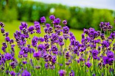 Common english lavender for sale  WALLASEY