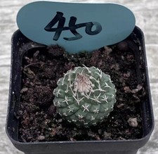 2.2cm succulent live for sale  Shipping to United Kingdom