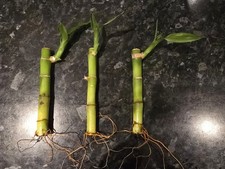 Dracaena sanderiana lucky for sale  BRISTOL