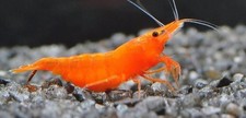 Orange sunkist shrimp for sale  Henderson