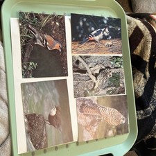 Postcards depicting birds for sale  DONCASTER